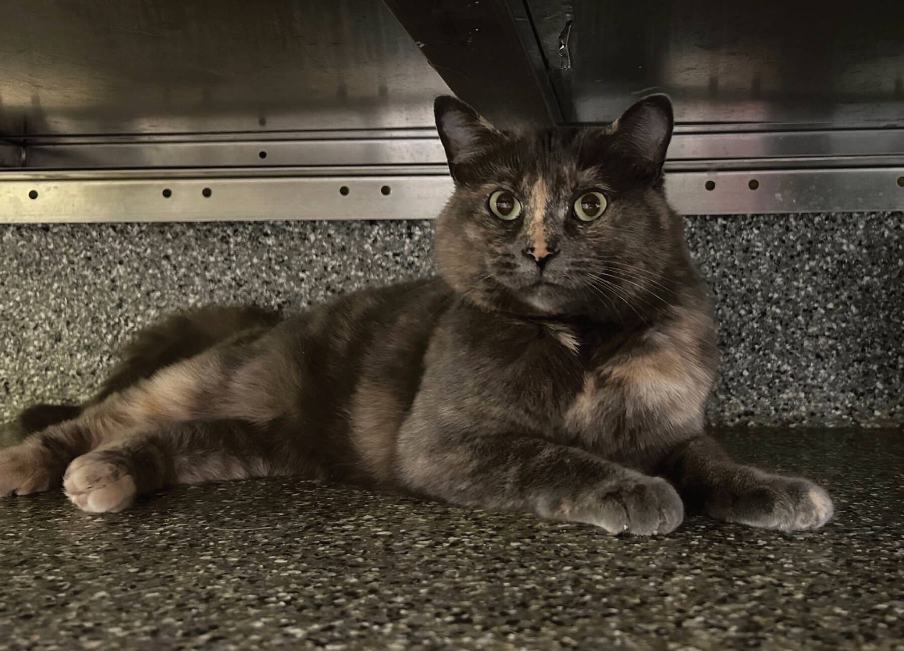 Meadow, three-year old female. Photo courtesy of Homer Animal Shelter