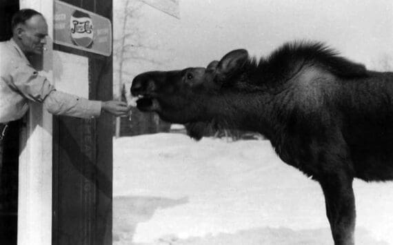 Cheechako News photo courtesy of the KPC historical photo archive
Don Wilson feeds a “pet” moose from the door of his first Soldotna grocery store, circa 1950s.