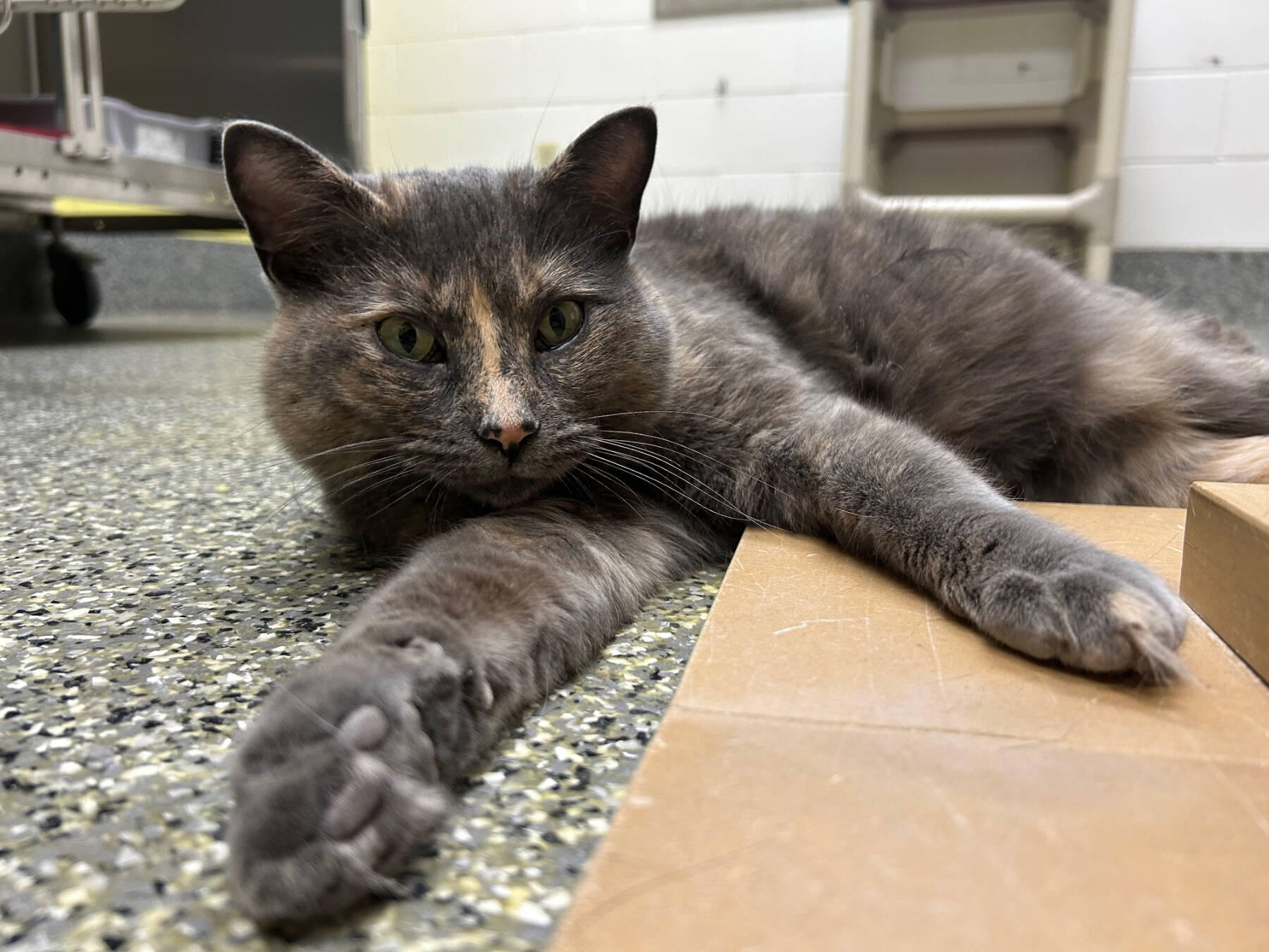 Meadow, three-year-old female. Photo courtesy of Homer Animal Shelter
