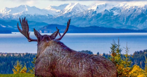 "Contemplating Moose," a photograph taken by David Veith in Homer in 2021, is one of several on display in his solo exhibit at Grace Ridge Brewing Company through February. Photo provided by David Veith