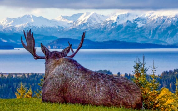 "Contemplating Moose," a photograph taken by David Veith in Homer in 2021, is one of several on display in his solo exhibit at Grace Ridge Brewing Company through February. Photo provided by David Veith