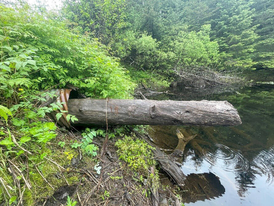 Photo by Sarah Apsens/USFWS
Example of a culvert blocked by natural materials on Port Graham Road.