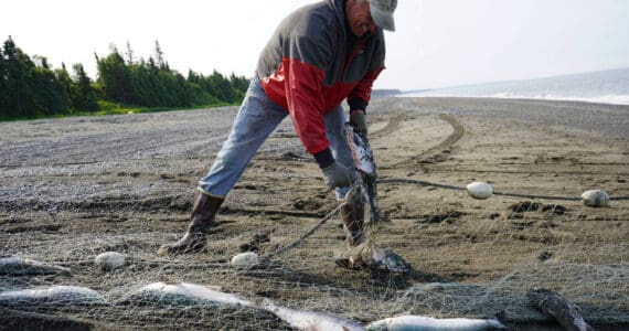 Gary Hollier pulls a sockeye salmon from a set gillnet at a test site for selective harvest setnet gear in Kenai, Alaska, on Tuesday, July 25, 2023. (Jake Dye/Peninsula Clarion)