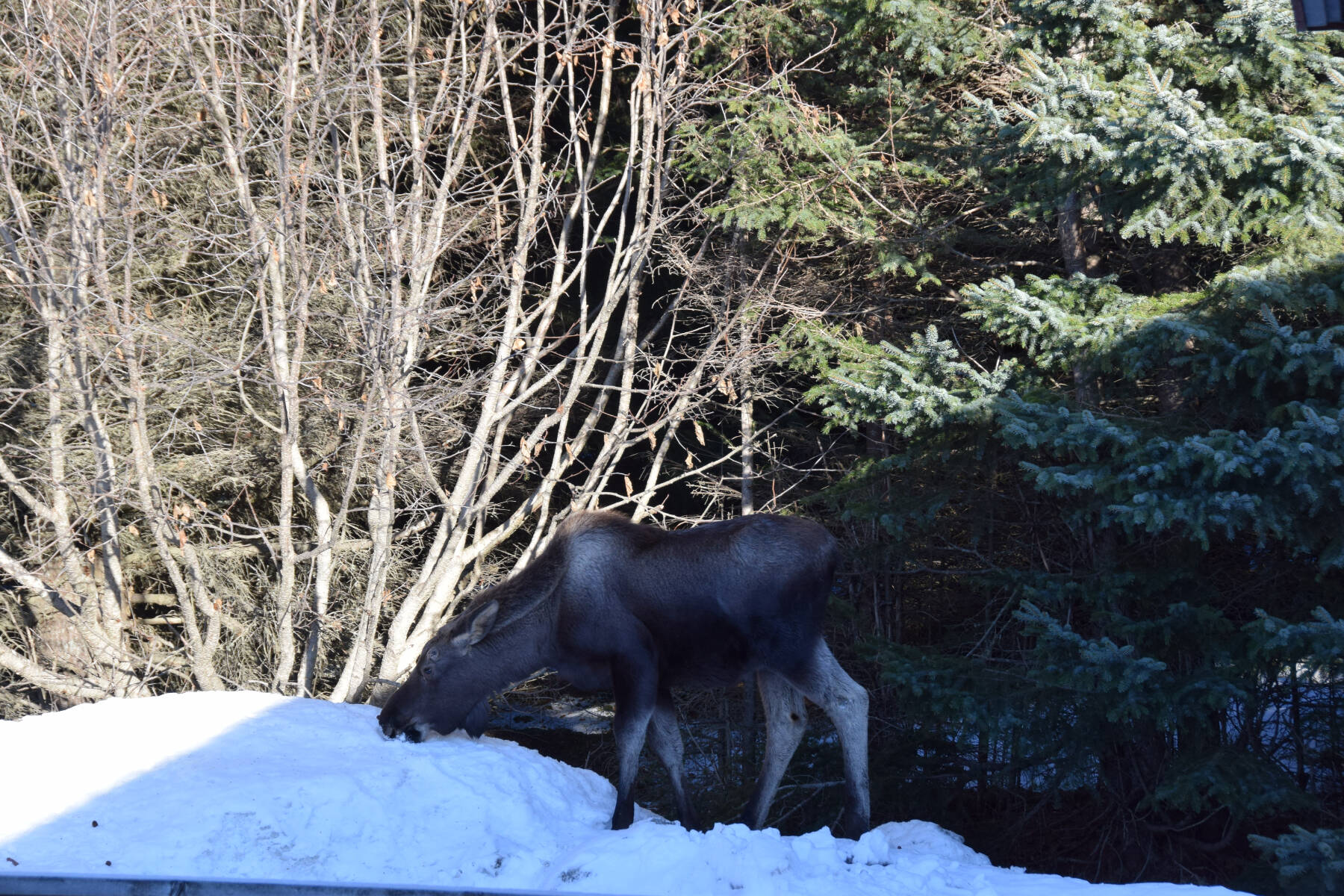 A young moose licks at a snow berm next to the Homer News office on Tuesday, Feb. 27, 2024 in Homer, Alaska. (Delcenia Cosman/Homer News)