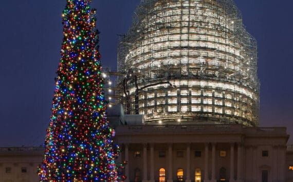 A 75-foot Lutz spruce is lit as the official 2015 Capitol Christmas Tree on the West Lawn of the U.S. Capitol. (Architect of the Capitol photo)