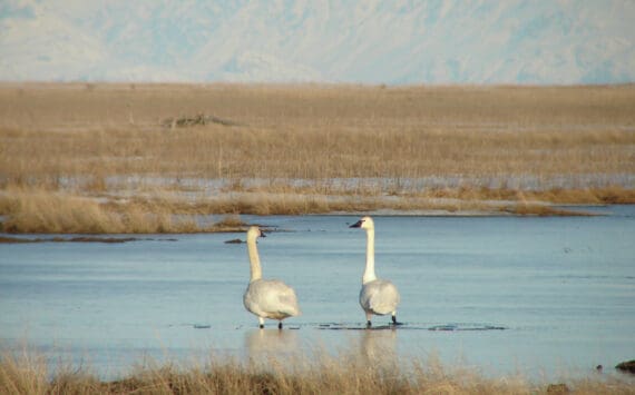 A pair of Trumpeter Swans break through the thin ice in search of emergent vegetation at the Kenai River Flats with Mt. Redoubt in the background. (Photo courtesy T. Eskelin/USFWS)