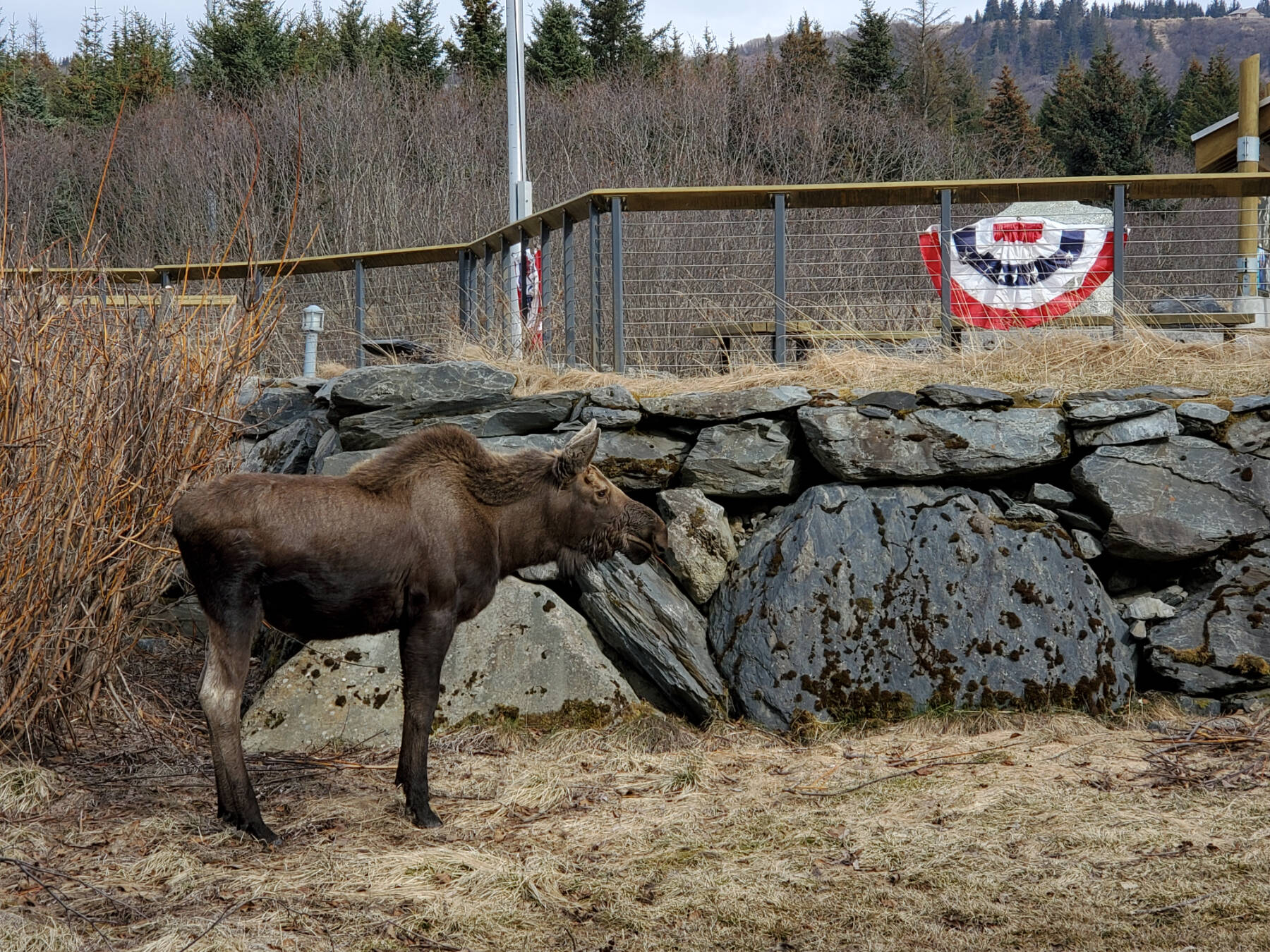 A young moose grazes next to the walking path at the Alaska Maritime National Wildlife Refuge Visitor Center on Saturday, April 20, 2024 in Homer, Alaska. (Delcenia Cosman/Homer News)