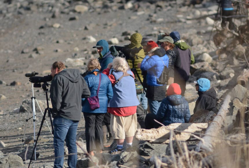 <p>Birdwatchers scan Mud Bay for birds on Friday, May 6, 2022, during the Kachemak Bay Shorebird Festival in Homer, Alaska. (Photo by Michael Armstrong/Homer News)</p>