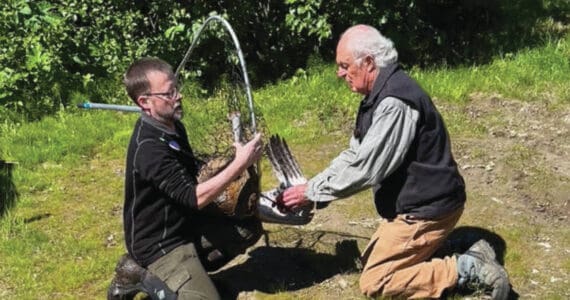 Jason Sodergren and retired veterinarian Ralph Broshes capture and attend to crane shot with an arrow, July 9, 2023, in Homer, Alaska. (Photo provided by Nina Faust)