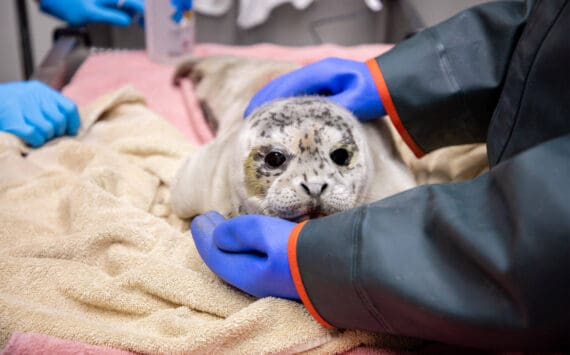 Photo courtesy Kaiti Grant/Alaska SeaLife Center
A seal pup rescued from near Kenai beach is treated by the Alaska SeaLife Center’s Wildlife Response Program on May 9, 2024.