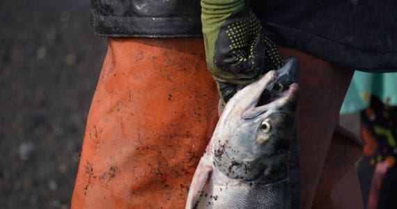 Sockeye salmon are gathered together at a test site for selective harvest setnet gear in Kenai, Alaska, on Tuesday, July 25, 2023. (Jake Dye/Peninsula Clarion)
