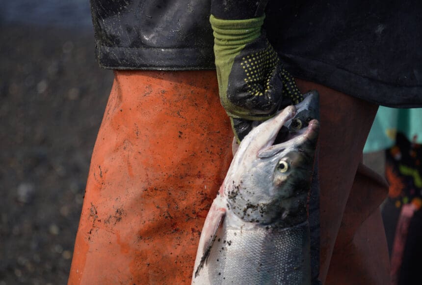 <p>Sockeye salmon are gathered together at a test site for selective harvest setnet gear in Kenai, Alaska, on Tuesday, July 25, 2023. (Jake Dye/Peninsula Clarion)</p>