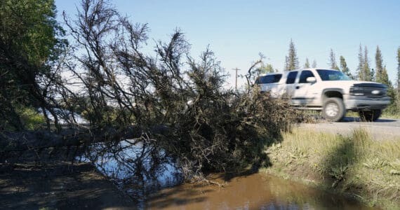 A fallen tree reaches onto Kalifornsky Beach Road in Soldotna, Alaska, as cars drive by on Friday, Sept. 1, 2023. (Jake Dye/Peninsula Clarion)