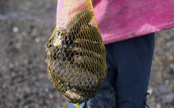 A bag of freshly dug razor clams is held aloft at the Ninilchik Beach in Ninilchik, Alaska, on Saturday, July 1, 2023. (Jake Dye/Peninsula Clarion)