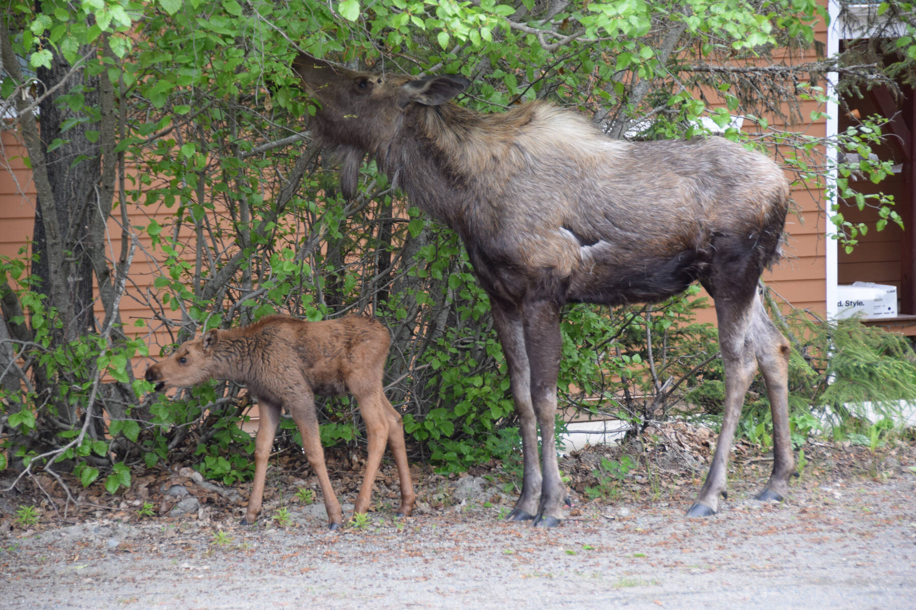 A female moose and her calf take their lunch break in the Homer News parking lot on Thursday, June 6, 2024 in Homer, Alaska. (Delcenia Cosman/Homer News)