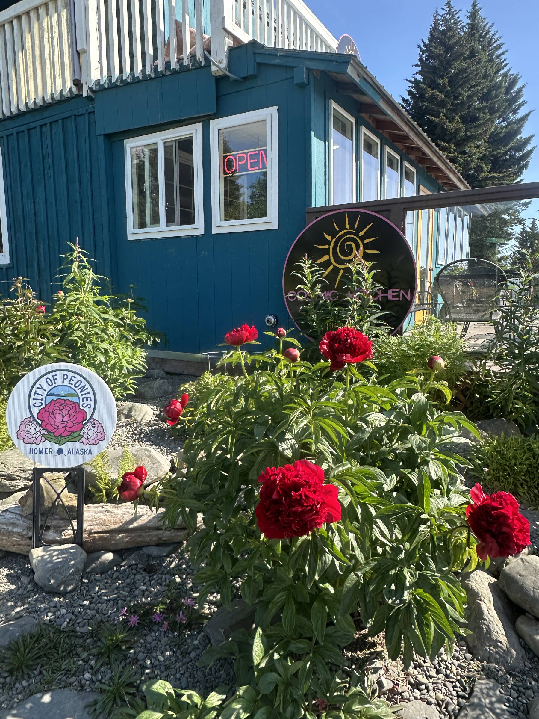 Peonies bloom on Friday, July 4, 2024, in the garden beside Cosmic Kitchen on Pioneer Avenue in Homer, Alaska. Photo by Christina Whiting
