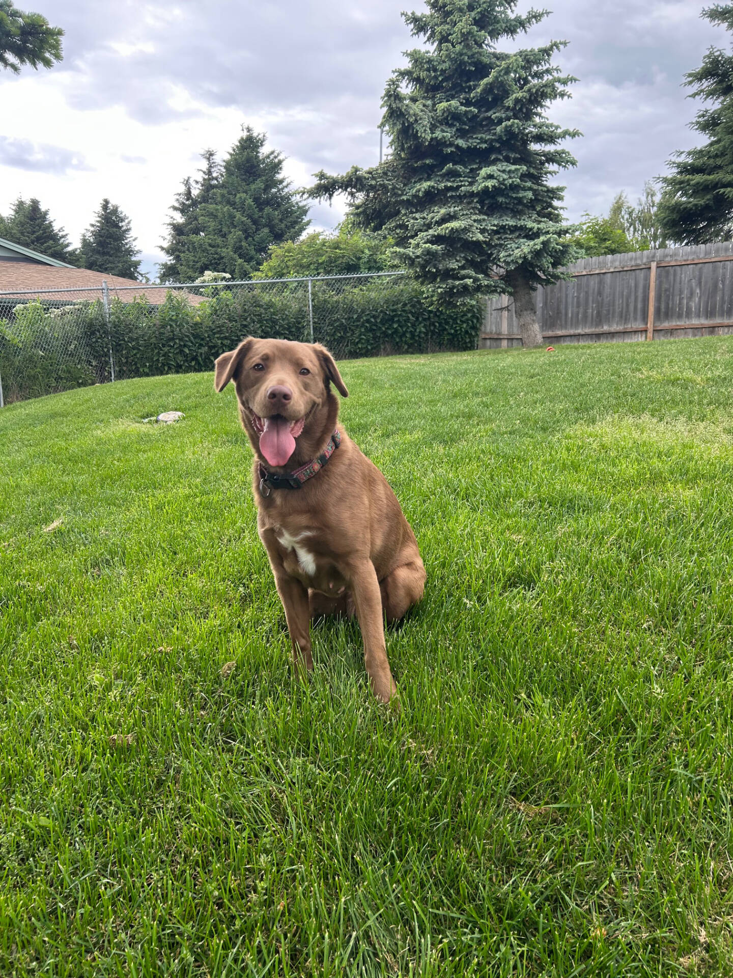 Fiona, 2-year-old female. Photo courtesy of Homer Animal Shelter