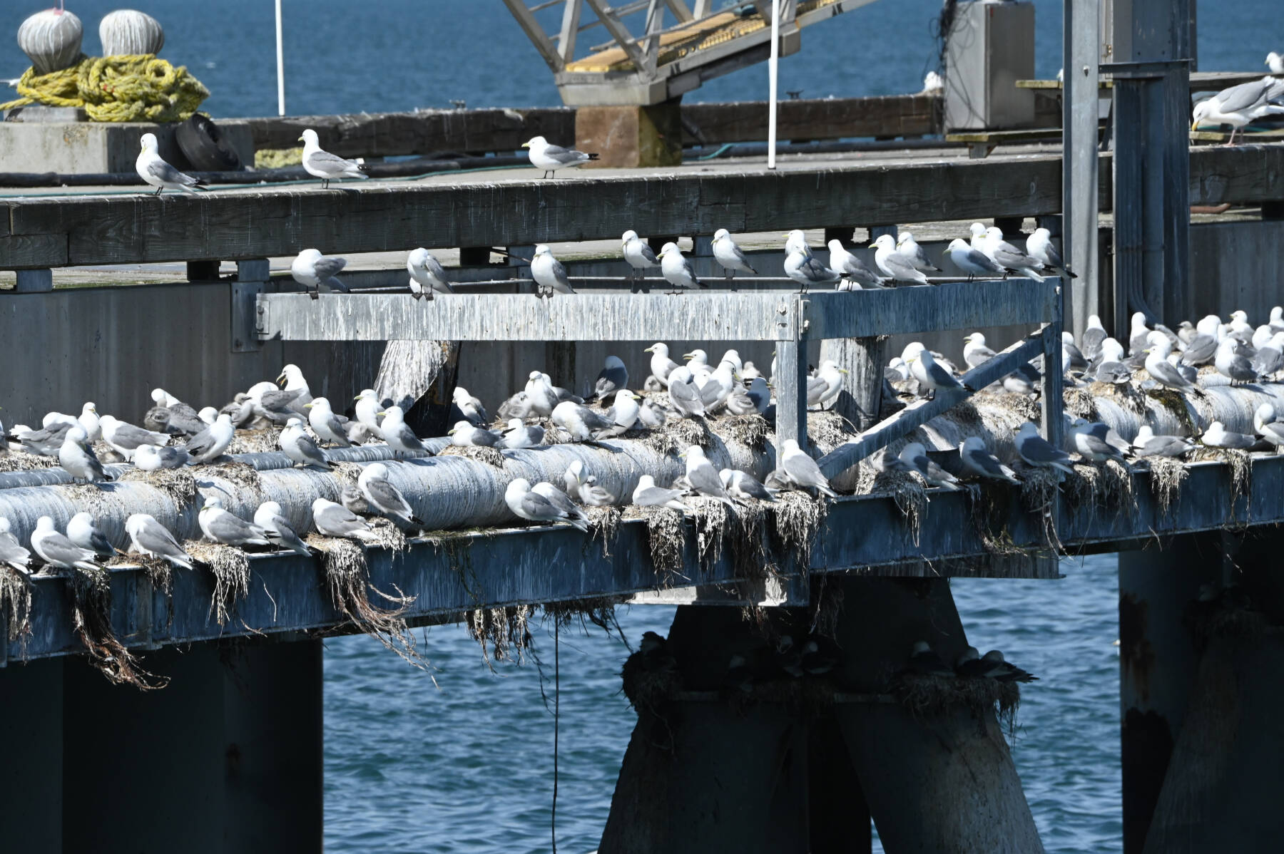 The Deep Water Dock kittiwake colony is photographed on July 15, 2025, on the Homer Spit in Homer, Alaska. Photo courtesy of Claire Labuda
