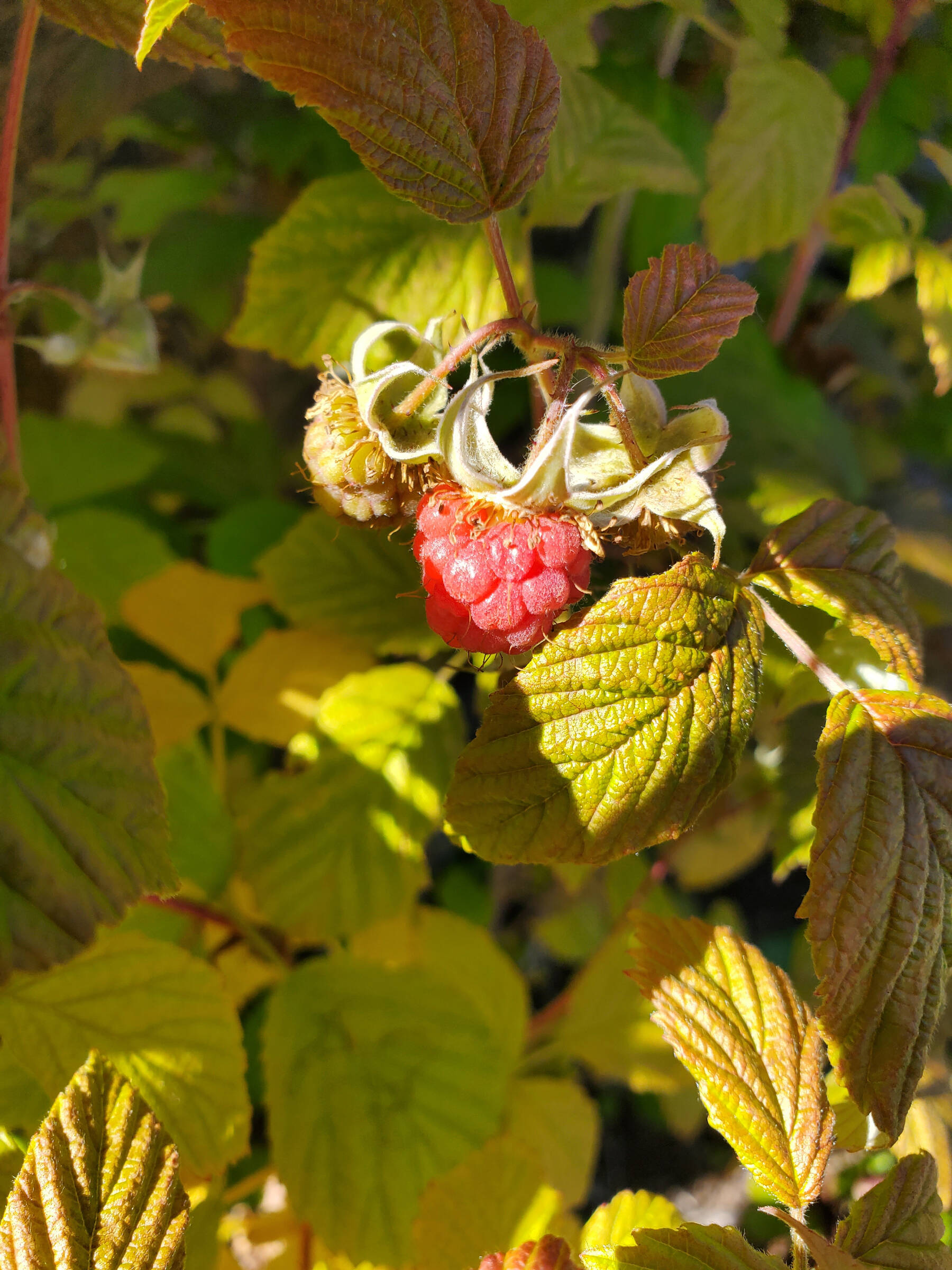 A raspberry ripens in a garden in Homer, Alaska, on Thursday, Aug. 7, 2025. (Delcenia Cosman/Homer News)