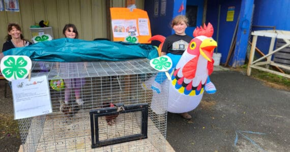Kenai Peninsula District 4-H chickens are on display at the Kenai Peninsula Fair, Aug. 8-10, 2025, in Ninilchik, Alaska. (Photo courtesy of Jack Money)