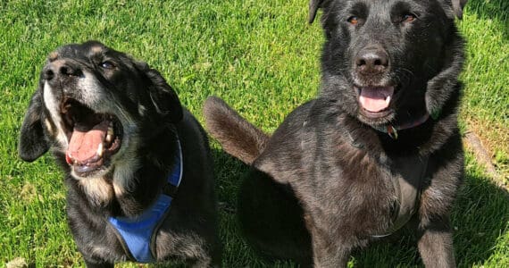 Maui (10-year-old male) & Lola (6-year-old female). Photo courtesy of Homer Animal Shelter