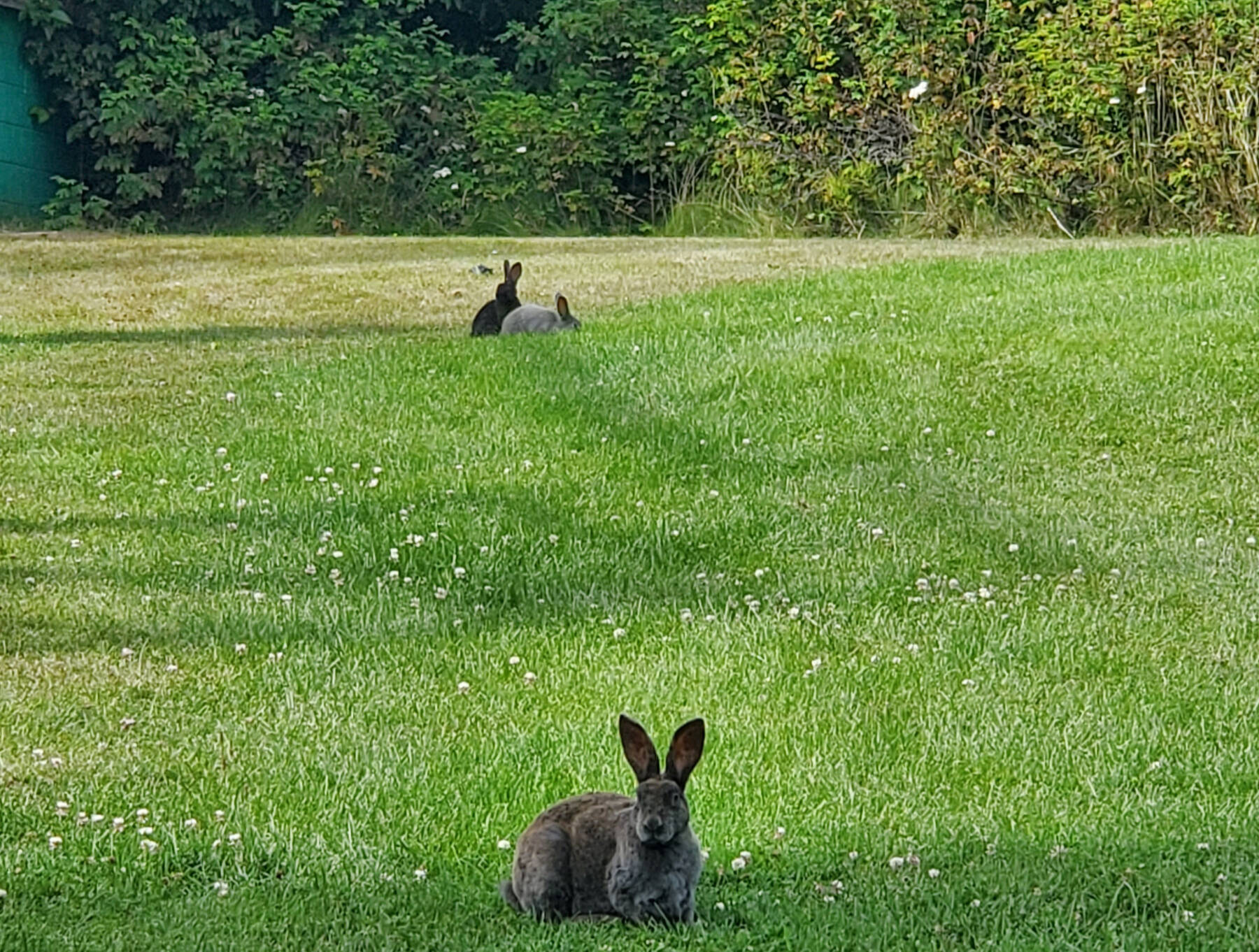 Wild bunnies forage in the lawn near the Homer United Methodist Church on Friday, Aug. 15, 2025, in Homer, Alaska. (Delcenia Cosman/Homer News)