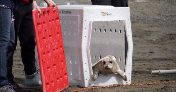 A harbor seal is released into Cook Inlet by the Alaska SeaLife Center’s Wildlife Response Program at North Kenai Beach in Kenai, Alaska, on Thursday, Aug. 21, 2025. (Jake Dye/Peninsula Clarion)