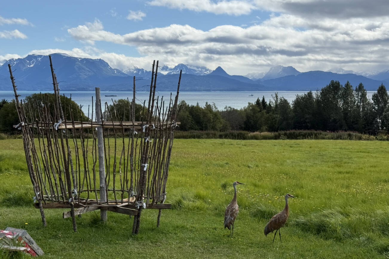 The beginning of this years Burning Basket on Monday, Aug. 25, 2025. Build week will begin on Sept. 1 at Mariner Park. (Chloe Pleznac/Homer News)