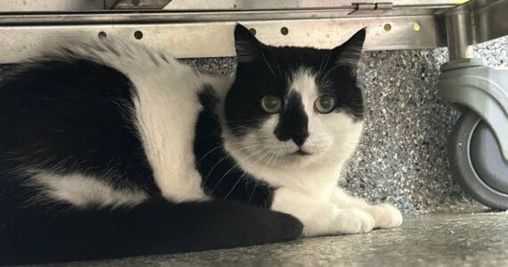 Rainy, 15-year-old female. Photo courtesy of Homer Animal Shelter