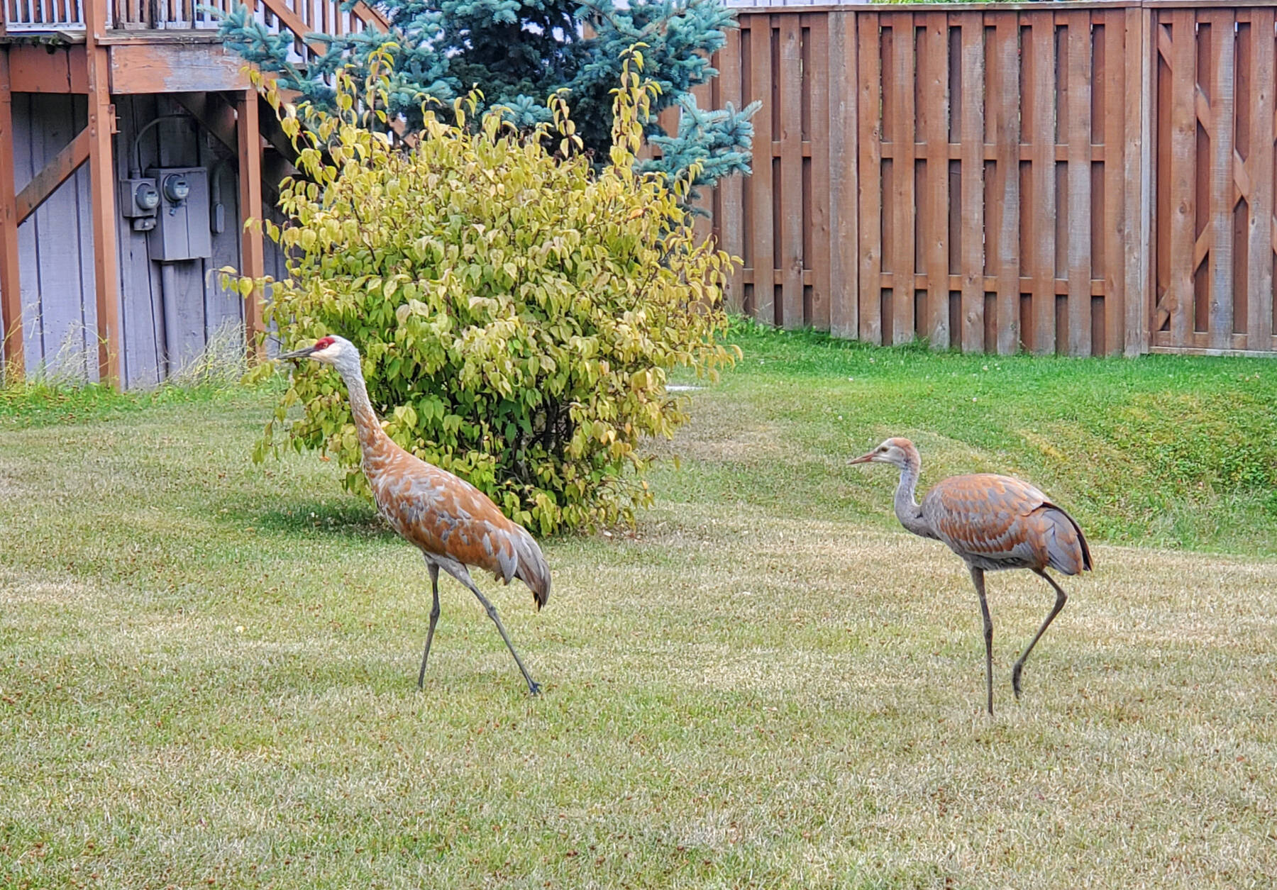A fledged crane colt follows its parent across the Kachemak Bay Campus lawn on Pioneer Avenue in Homer, Alaska, on Wednesday, Aug. 27, 2025. The other parent was waiting across the street and rendezvoused with these two at Oodalollys. (Delcenia Cosman/Homer News)