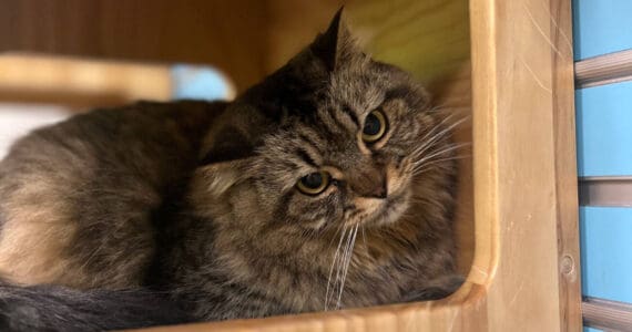 Betty, 6-year-old female. Photo courtesy of Homer Animal Shelter