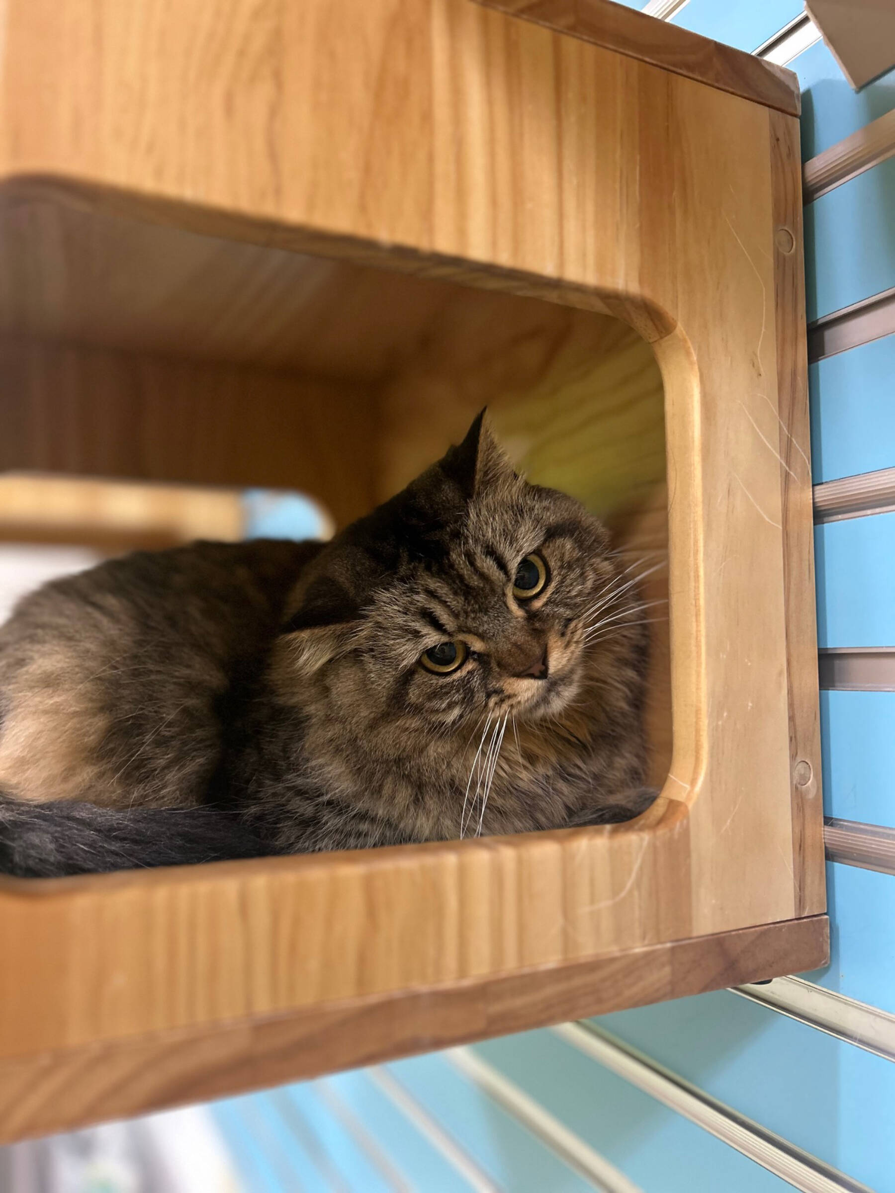 Betty, 6-year-old female. Photo courtesy of Homer Animal Shelter