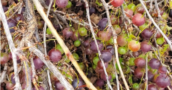 Gooseberries ripen on a thorny bush on Saturday, Sept. 6, 2025, at Jackson Gardens near Soldotna, Alaska. (Delcenia Cosman/Homer News)