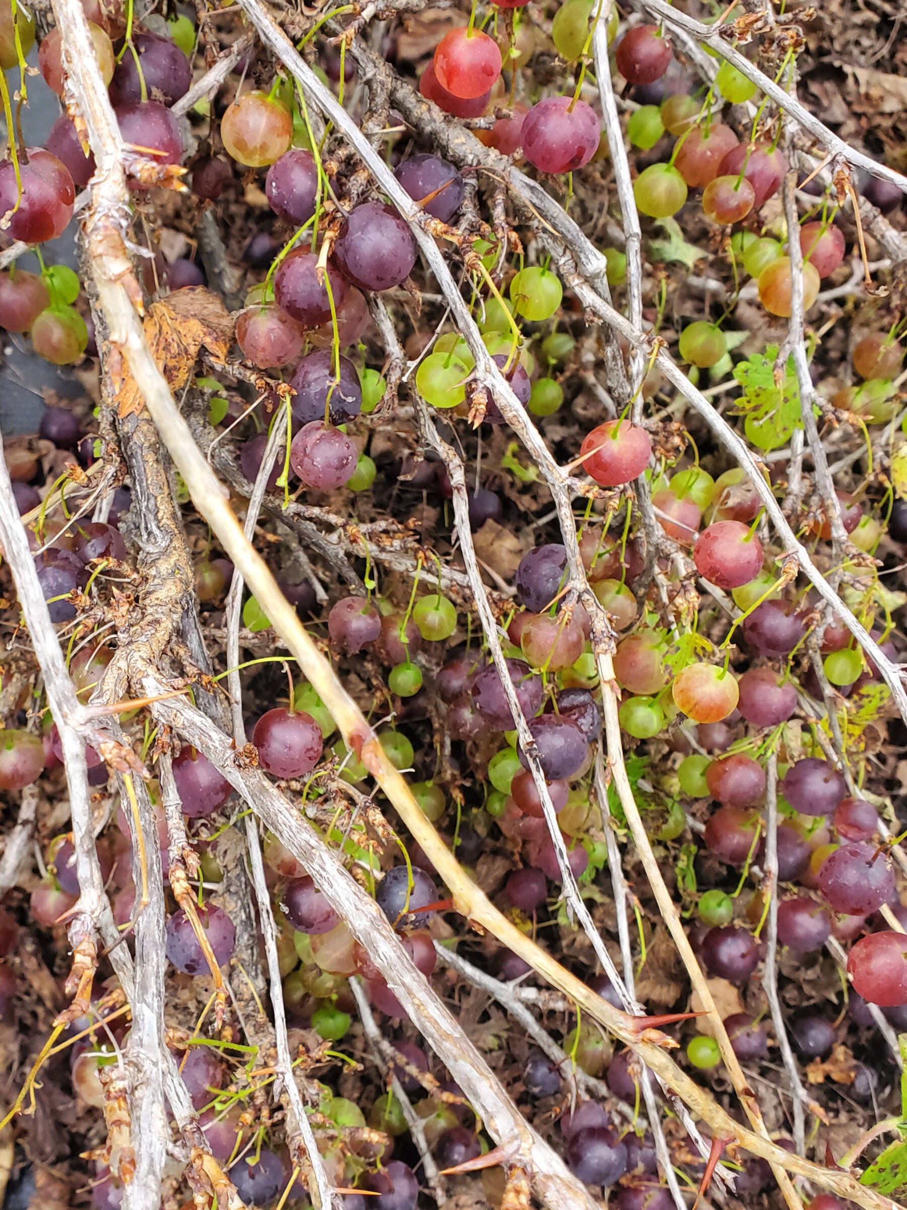 Gooseberries ripen on a thorny bush on Saturday, Sept. 6, 2025, at Jackson Gardens near Soldotna, Alaska. (Delcenia Cosman/Homer News)