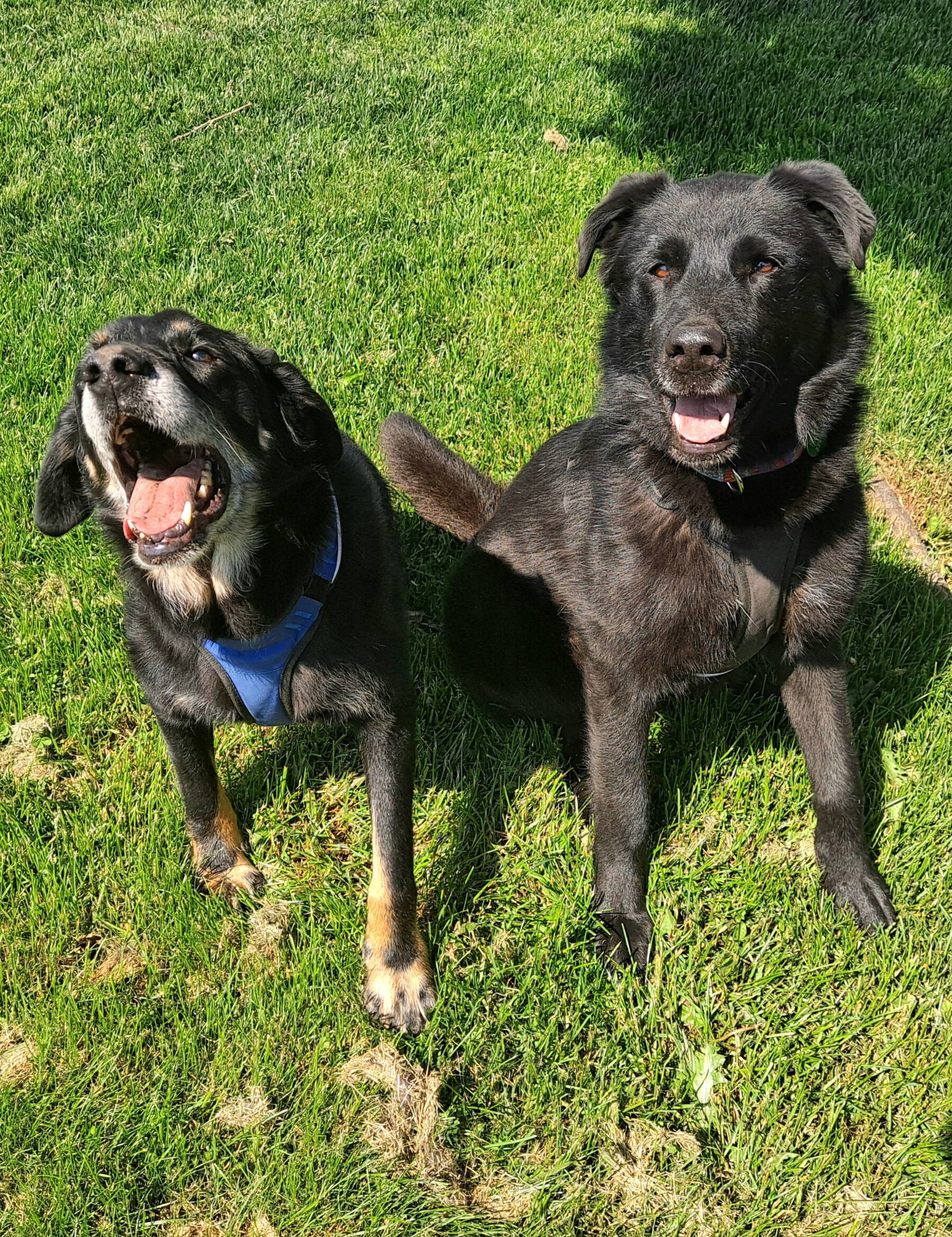 Maui (10-year-old male) & Lola (6-year-old female). Photo courtesy of Homer Animal Shelter