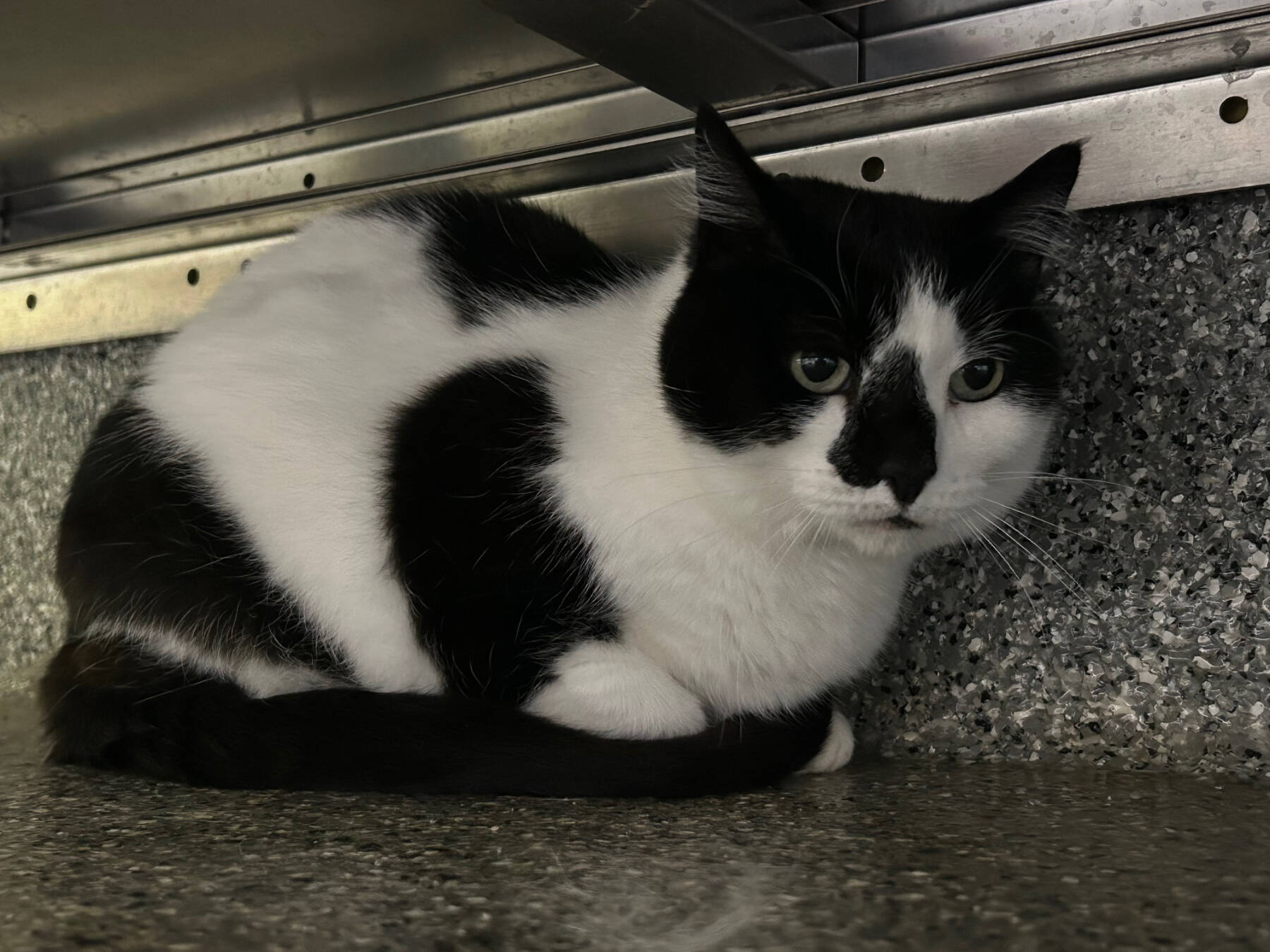 Rainy, 15-year-old female. Photo courtesy of Homer Animal Shelter