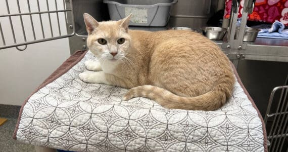 Hunter, 12-year-old male. Photo courtesy of Homer Animal Shelter