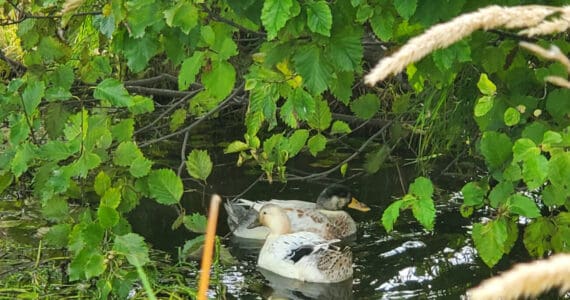 A pair of ducks enjoy the new pond in the Homer Public Library's rain basin following recent heavy rains on Friday, Oct. 3, 2025, in Homer, Alaska. (Delcenia Cosman/Homer News)