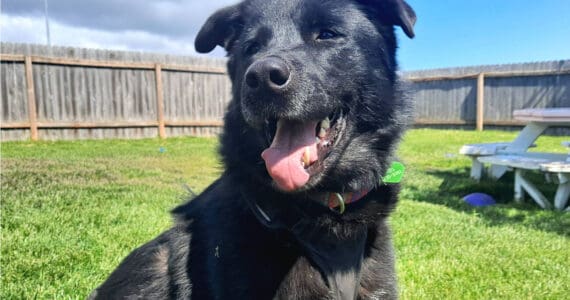 Lola, 6.5-year-old female. Photo courtesy of Homer Animal Shelter