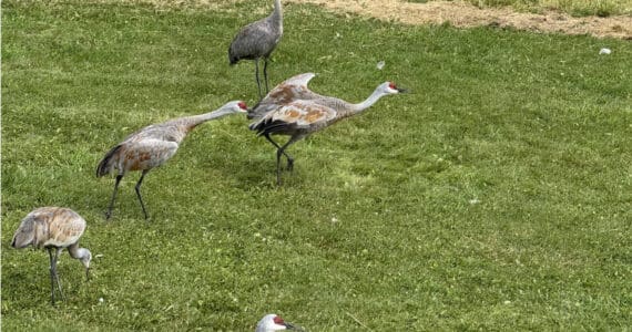 Adult sandhill cranes lead the flock to go on a pre-migration training flight. Cranes signal their intent to take off by stretching their necks forward and almost parallel to the ground.  Photo courtesy of Nina Faust