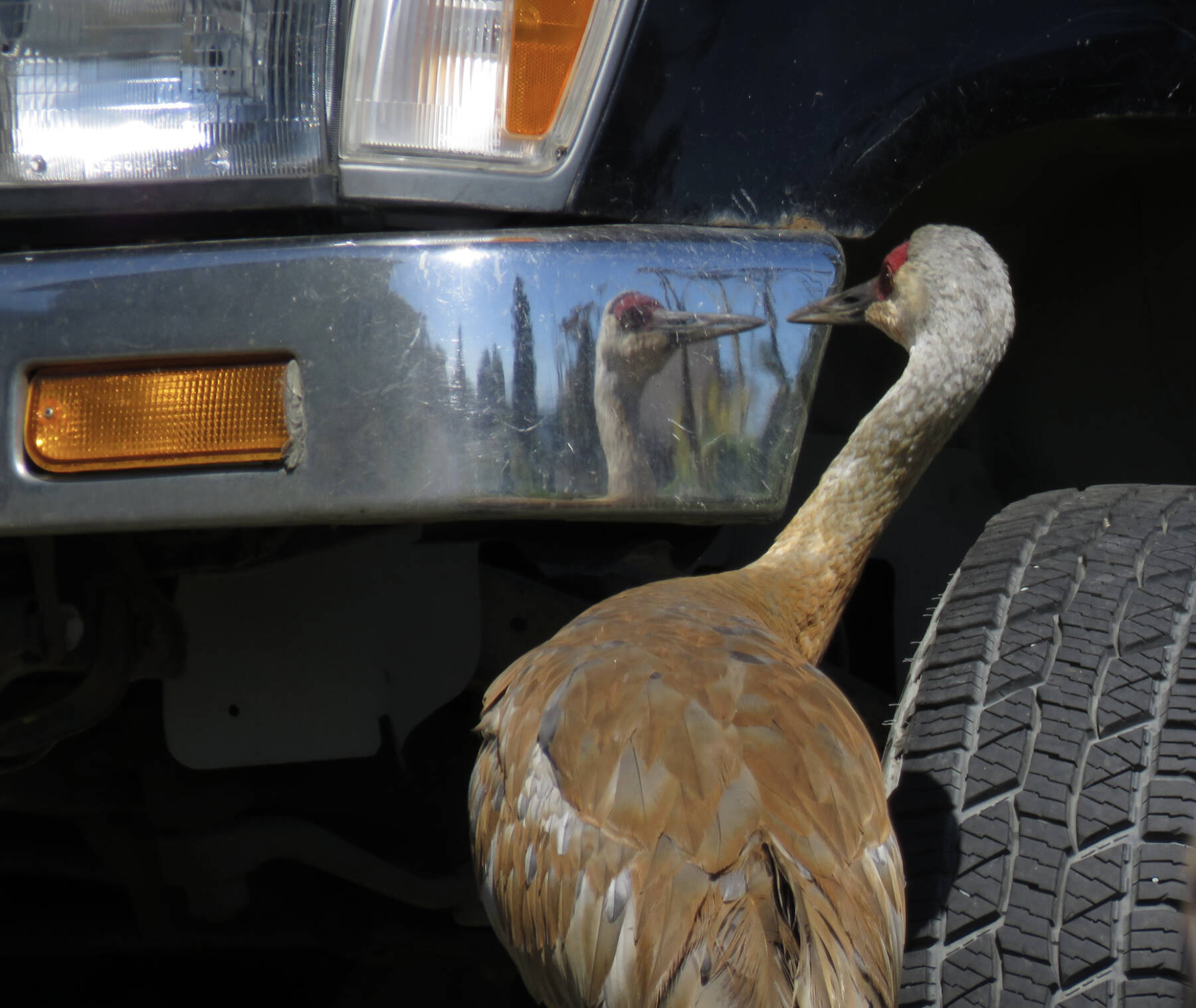 Sandhill crane “Truck Townie” fights his reflection in the bumper in 2025. Cranes can challenge reflections in windows, mirrors, or shiny bumpers to defend their territory from the intruding outsider crane. Photo courtesy of Nina Faust