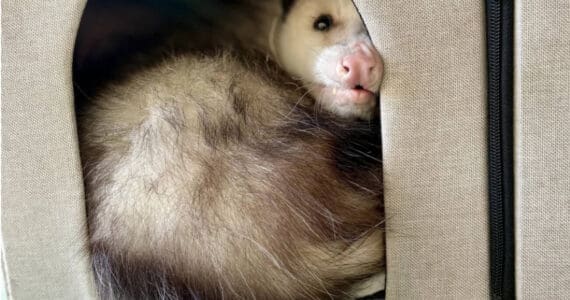Ophelia the Virginia opossum, affectionately called "Grubby" by Homer locals, passed away due to complications from old age on Saturday, Oct. 11, 2025, at the Alaska Zoo in Anchorage, Alaska. Photo courtesy of the Alaska Zoo