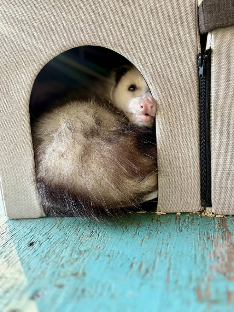 Ophelia the Virginia opossum, affectionately called “Grubby” by Homer locals, passed away due to complications from old age on Saturday, Oct. 11, 2025, at the Alaska Zoo in Anchorage, Alaska. Photo courtesy of the Alaska Zoo