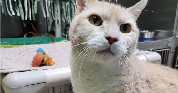 Hunter, 12-year-old male. Photo courtesy of Homer Animal Shelter