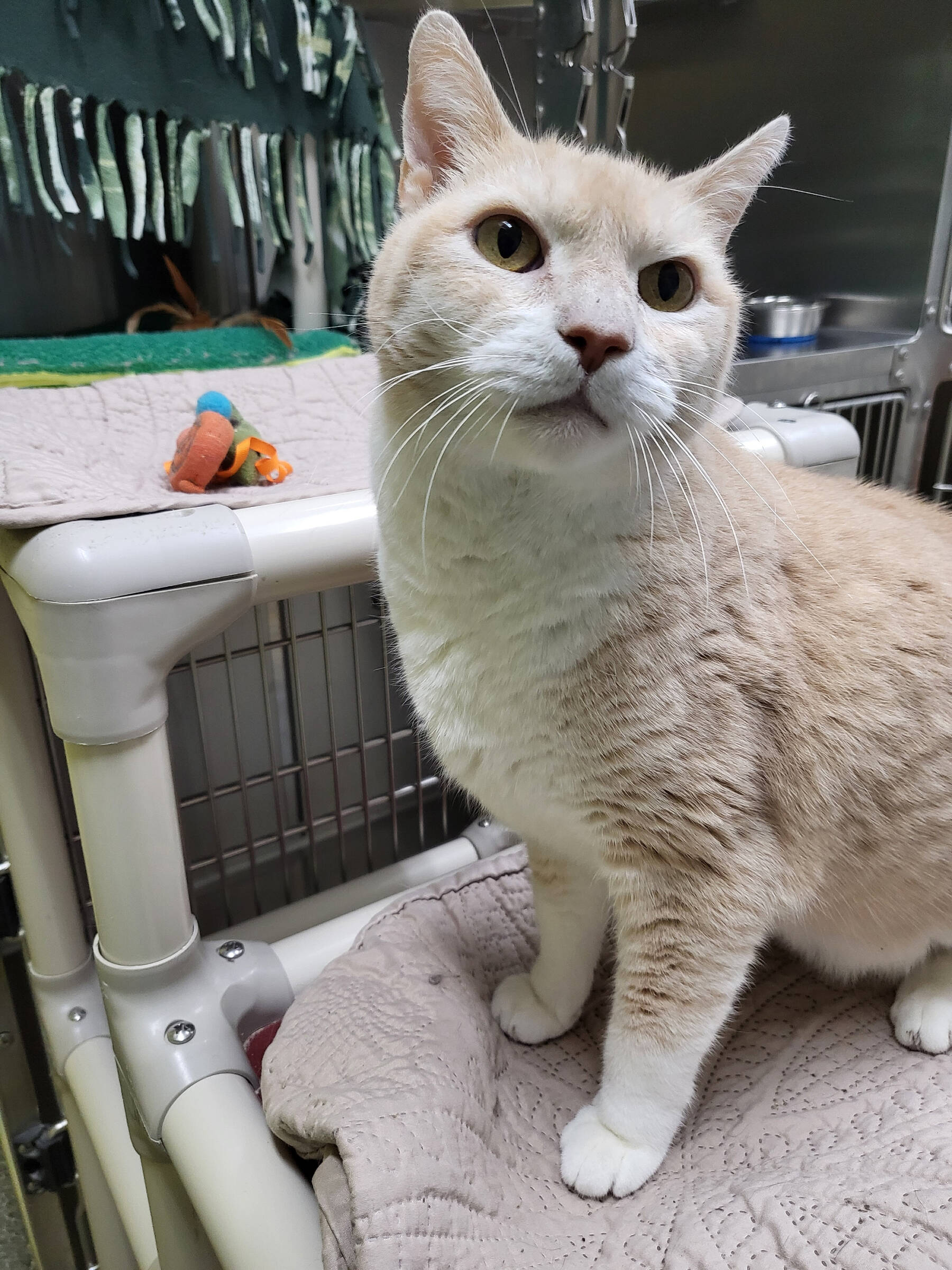 Hunter, 12-year-old male. Photo courtesy of Homer Animal Shelter