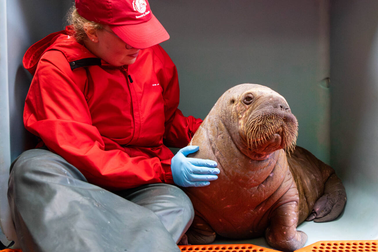 Uki, the walrus calf rehabilitated at Alaska SeaLife Center in August 2024 before being rehomed to SeaWorld Orlando, is photographed with an ASLC staff member on Aug. 7, 2024. Photo courtesy of Kaiti Grant/Alaska SeaLife Center