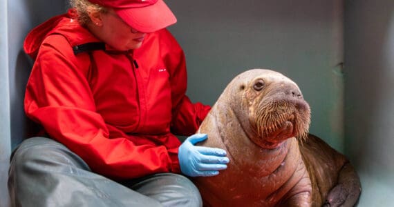 Uki, the walrus calf rehabilitated at Alaska SeaLife Center in August 2024 before being rehomed to SeaWorld Orlando, is photographed with an ASLC staff member on Aug. 7, 2024. Photo courtesy of Kaiti Grant/Alaska SeaLife Center