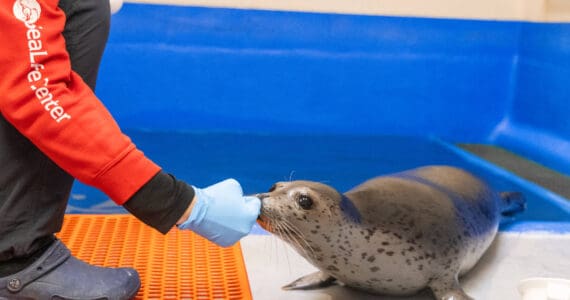 Kova, a spotted seal pup rescued from Nome in June, touches his nose to an Alaska SeaLife Center staff member’s hand in this photo taken Oct. 10, 2025, at the Alaska SeaLife Center in Seward, Alaska. Photo courtesy Kaiti Grant/Alaska SeaLife Center