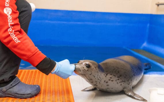 Kova, a spotted seal pup rescued from Nome in June, touches his nose to an Alaska SeaLife Center staff member’s hand in this photo taken Oct. 10, 2025, at the Alaska SeaLife Center in Seward, Alaska. Photo courtesy Kaiti Grant/Alaska SeaLife Center