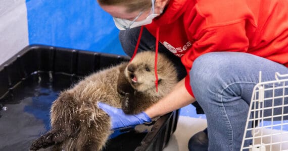 A sea otter pup rescued in Homer in the summer of 2025 receives care from the Alaska SeaLife Center and Chicago's Shedd Aquarium while being rehabilitated at ASLC in Seward, Alaska. Photo courtesy Kaiti Grant/Alaska SeaLife Center